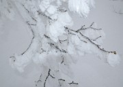Gazonne-130125-010