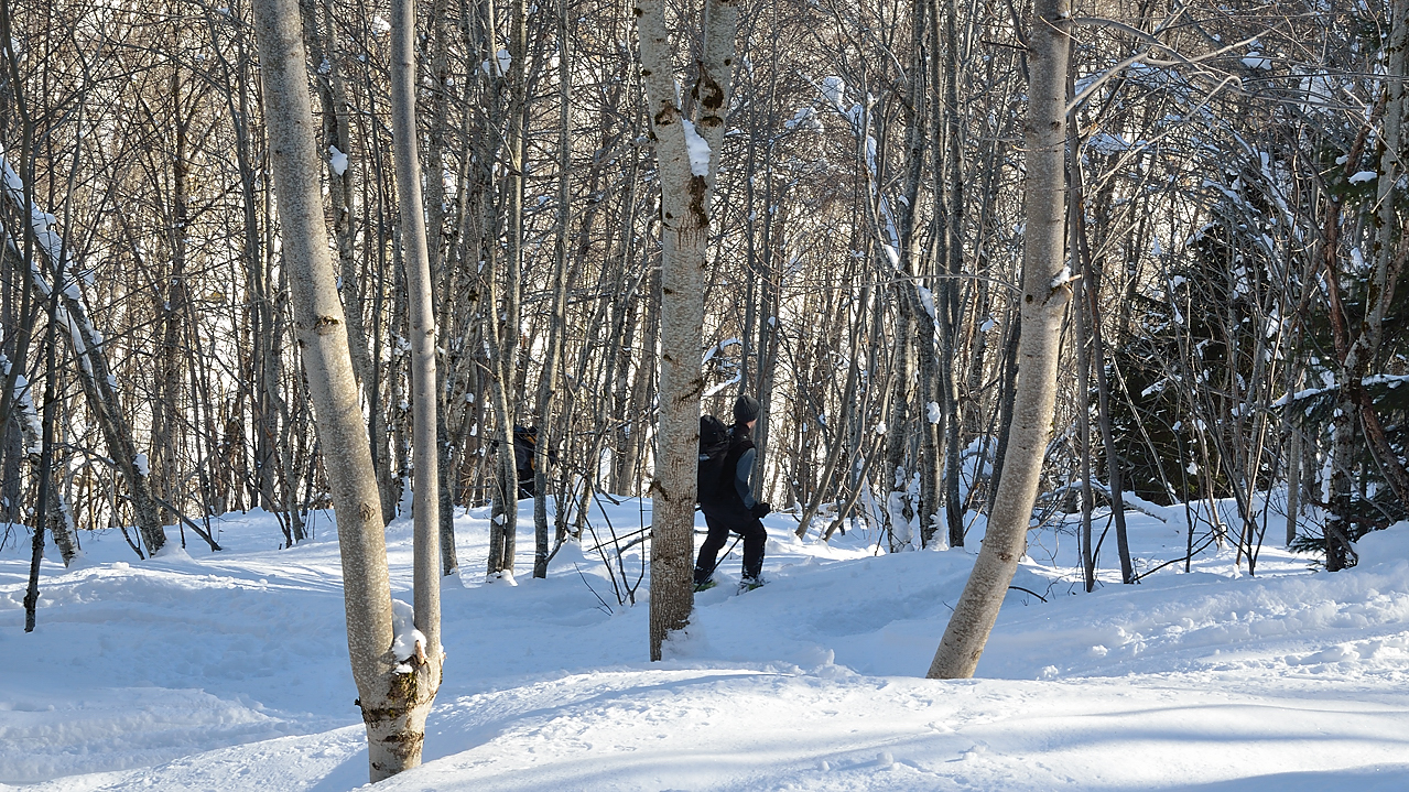 GrandMoretan-130126-032.jpg - dasn la foret