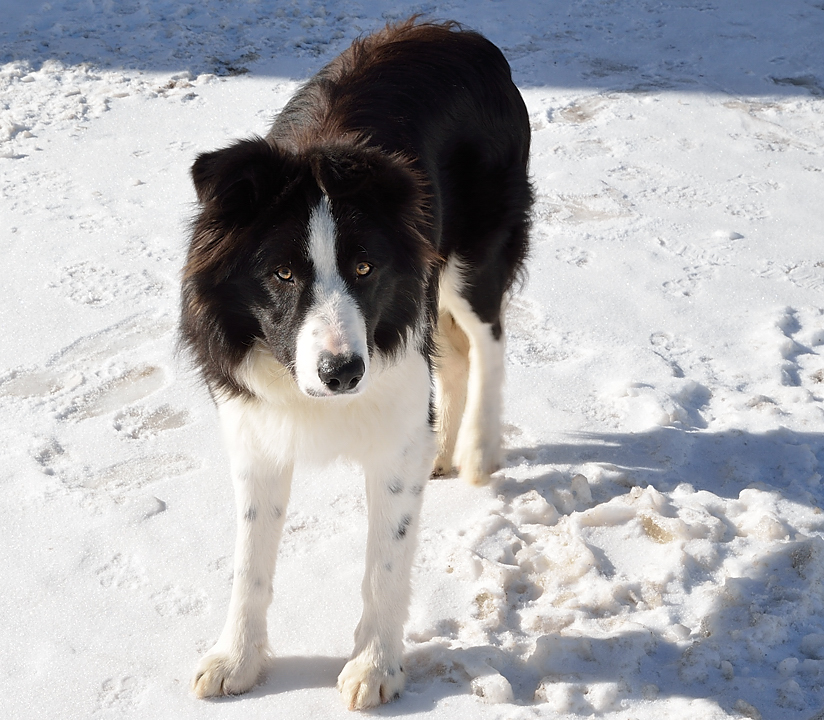 GrandMoretan-130126-038.jpg - un chien couleur locale bien peureux 