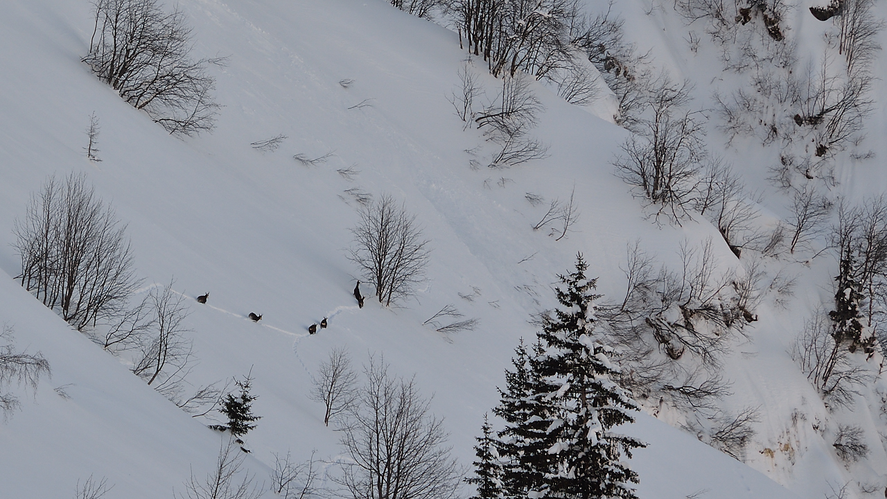 GrdValoire-130216-013.jpg - Quelques chamois