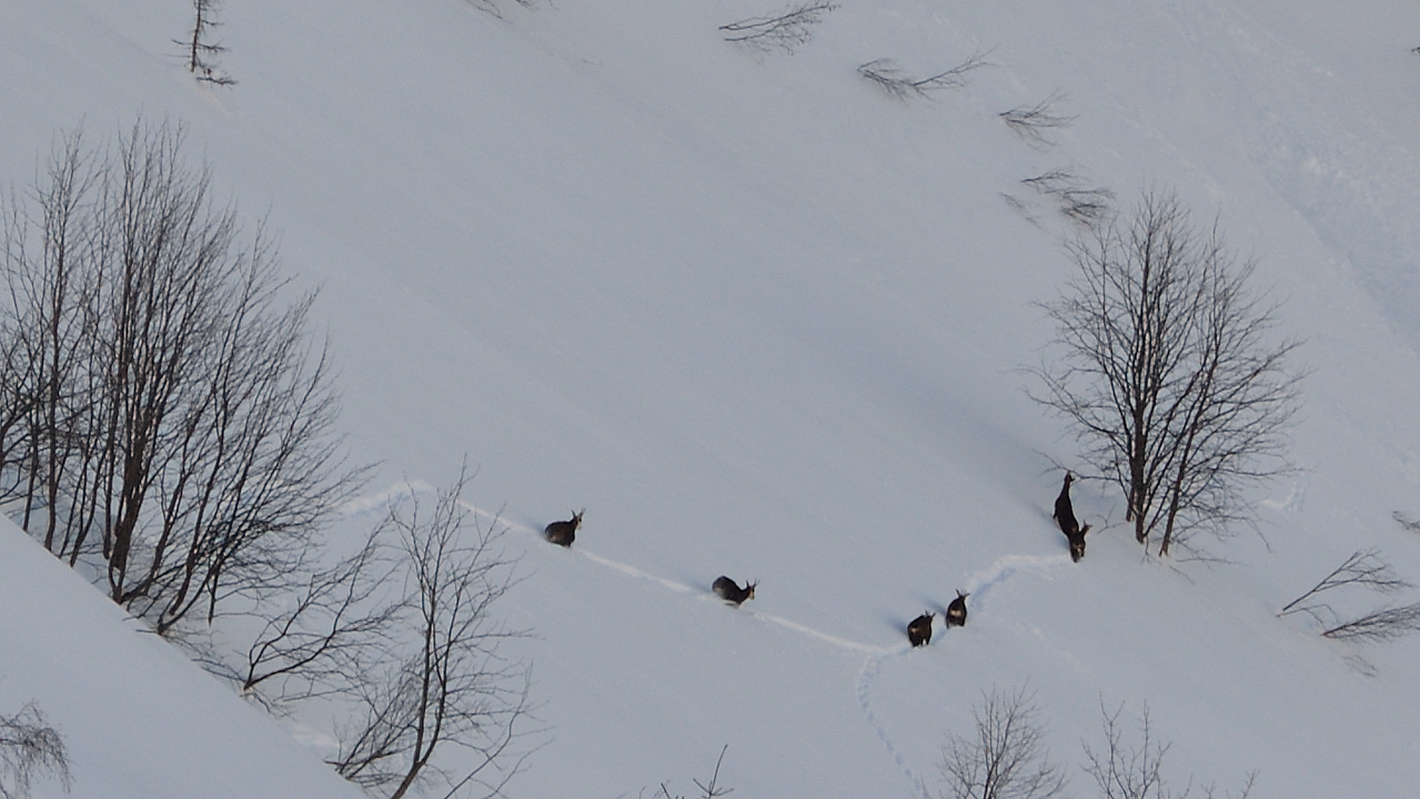 GrdValoire-130216-014.jpg - Quelques chamois