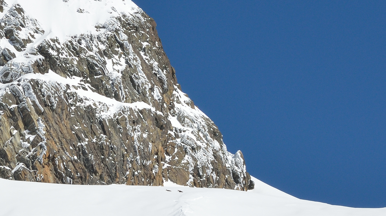 GrdValoire-130216-046.jpg - Des chamois dans l'arrete qui monte vers la Porte de l'Eglise --- mais que cherchent-ils la-haut haut ?