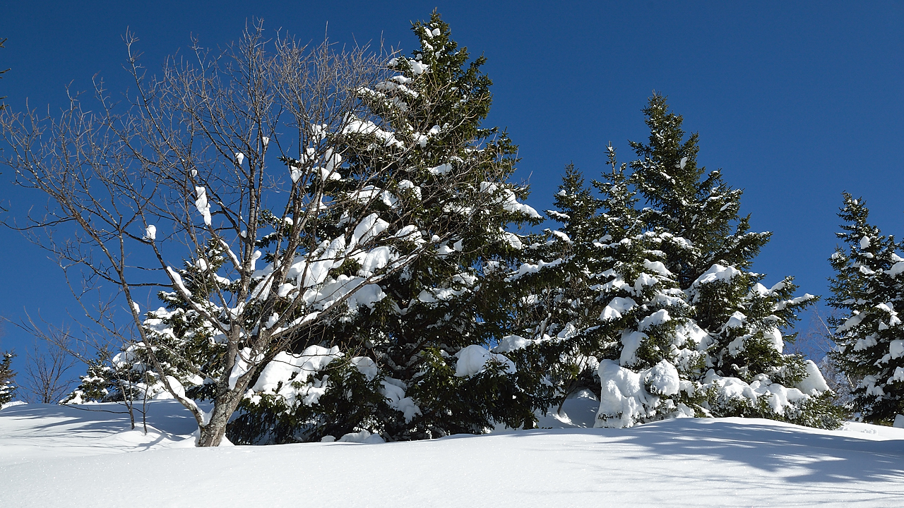 GrdValoire-130216-060.jpg - la foret au soleil