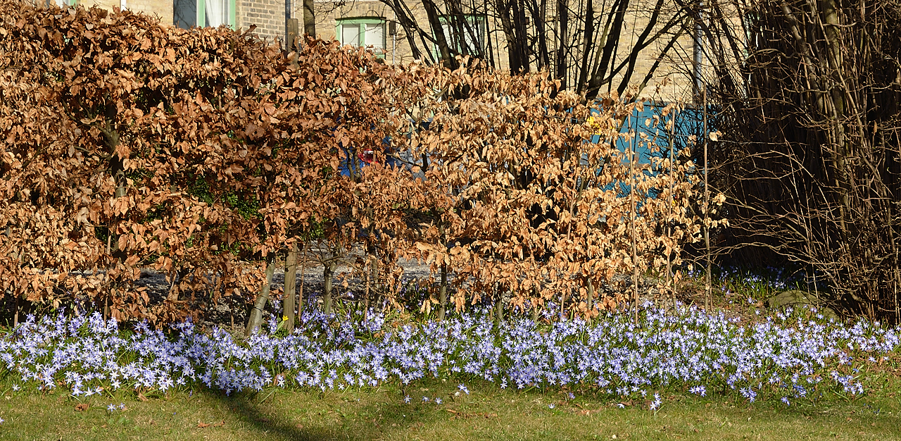 Lund-LCCC-20130417-002-.jpg - spring time: Scillas