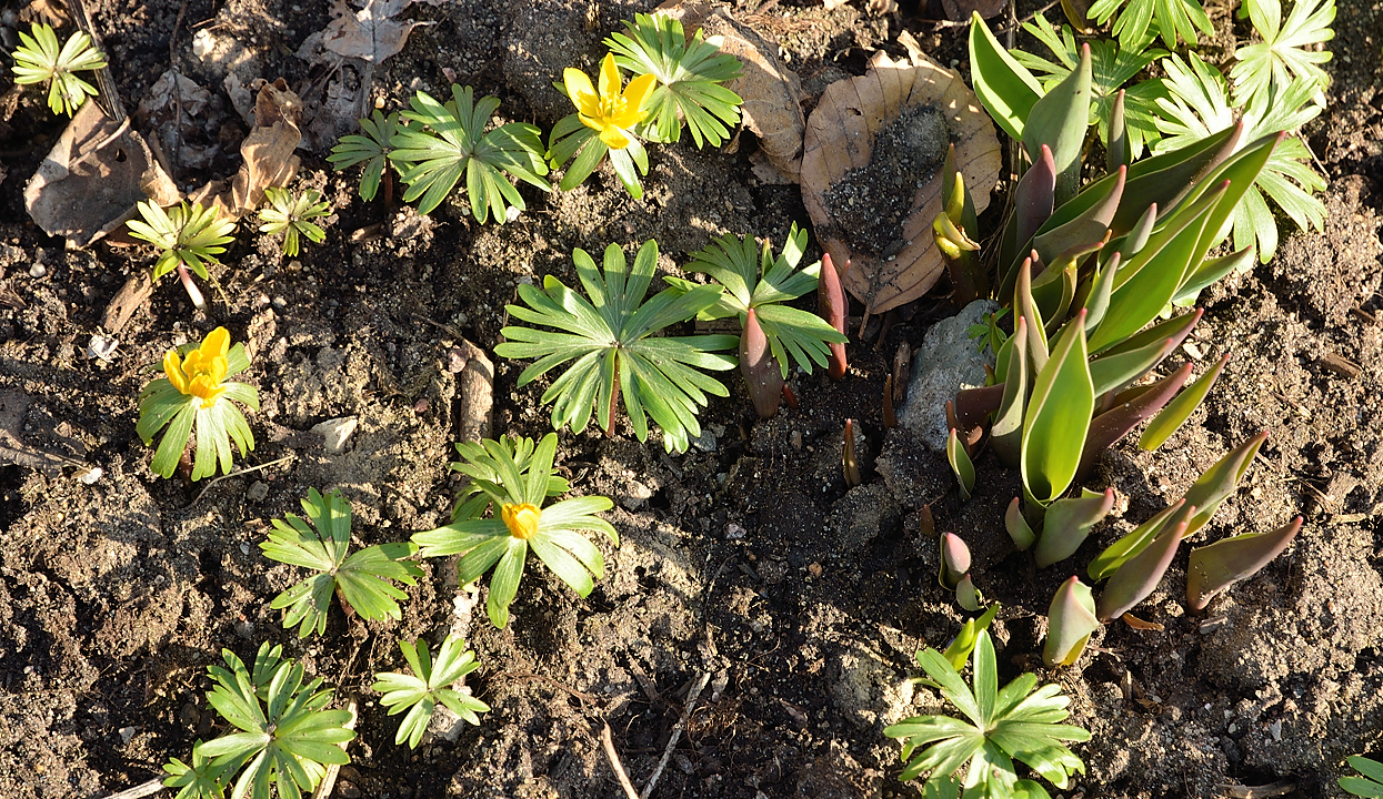 Lund-LCCC-20130417-005-.jpg - spring time