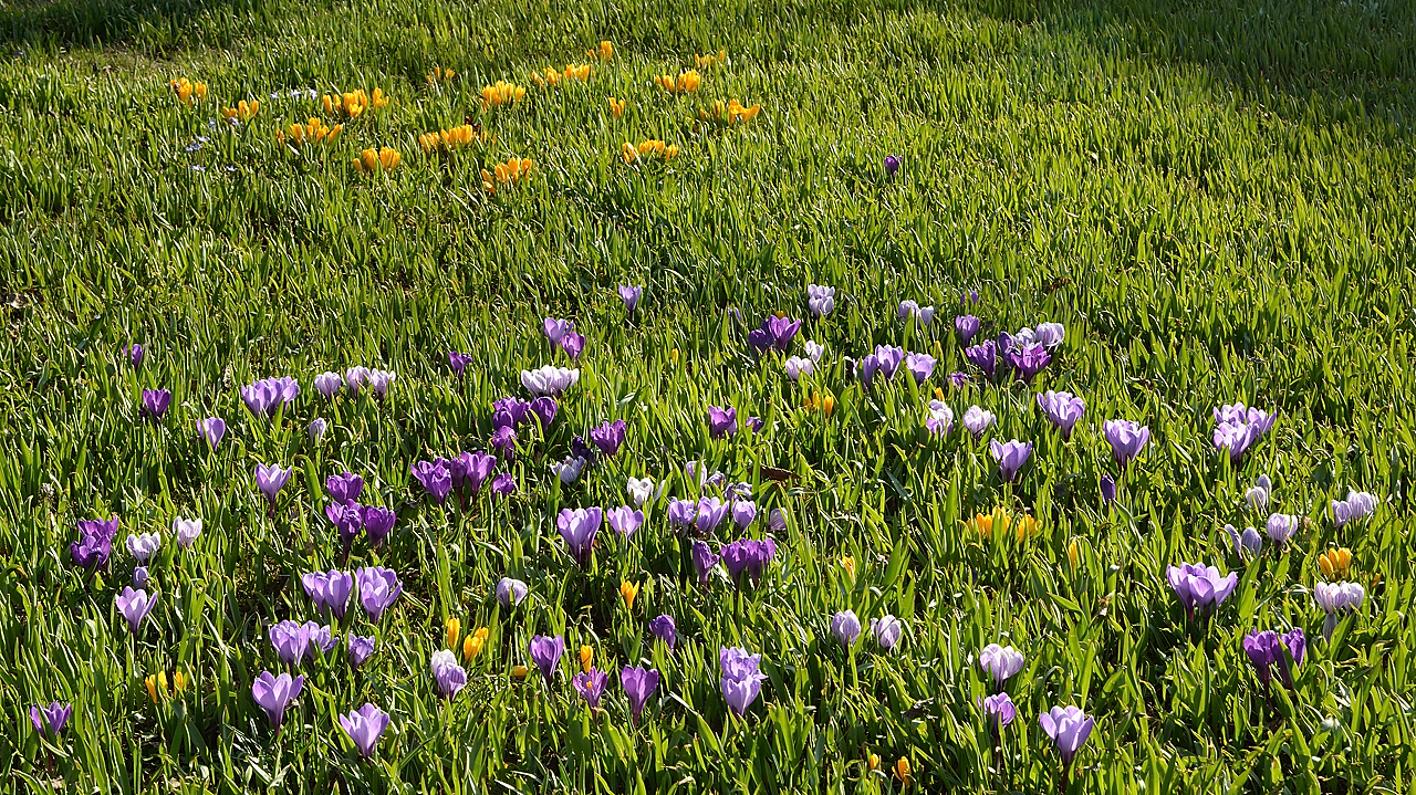 Lund-LCCC-20130417-007-.jpg - spring time