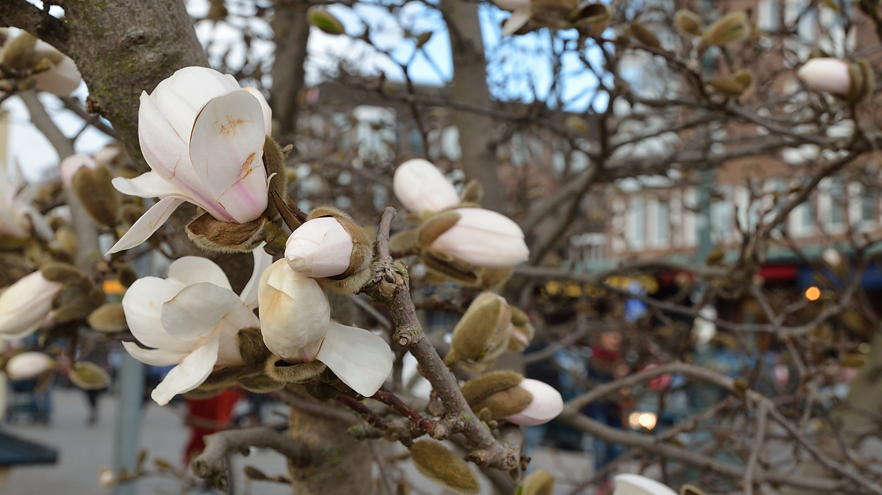 Lund-LCCC-20130419-166-.jpg - force of spring: they weren't there in the beginning of the week