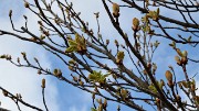 Lund-LCCC-20130419-164-
