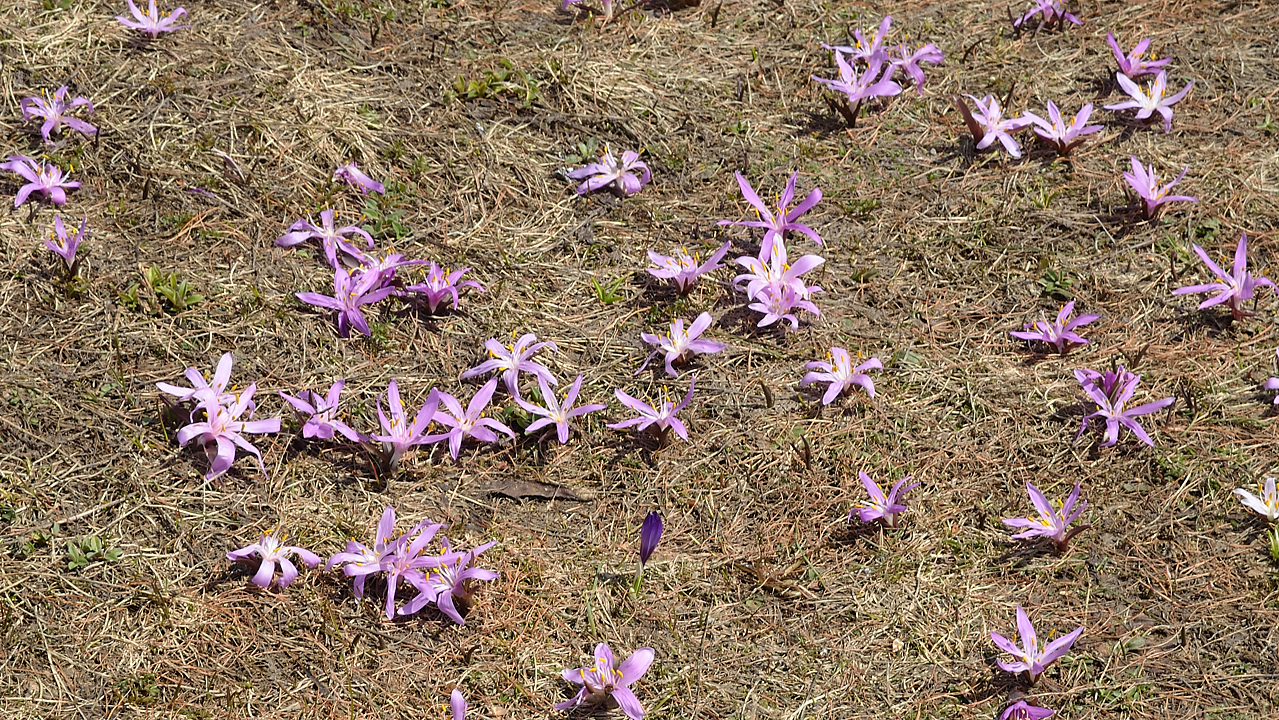 Nevache-20130423-017.jpg - en me trompant de chemin, je passe par des jolis crocus