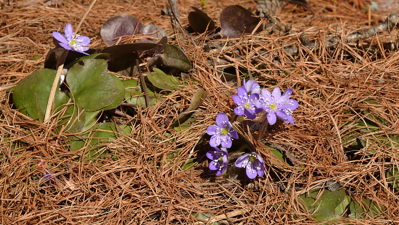 Nevache-20130423-018.jpg - puis quelques hepatiques
