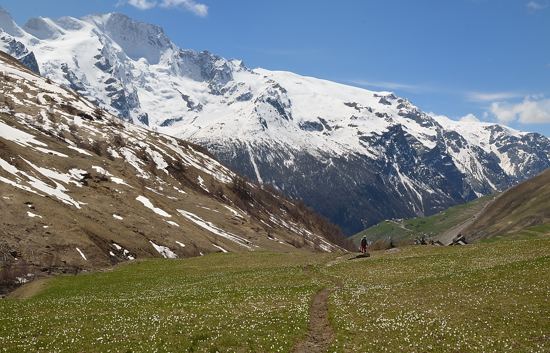 Goleon-20130504-029.jpg - Crocus avec la Meije en arriere-plan