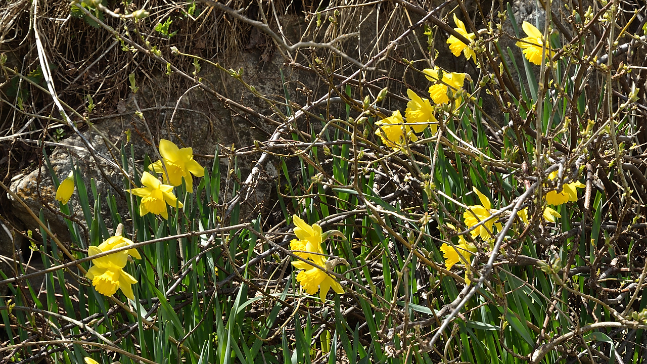 Goleon-20130504-035.jpg - ici les jonquilles sortent tout juste