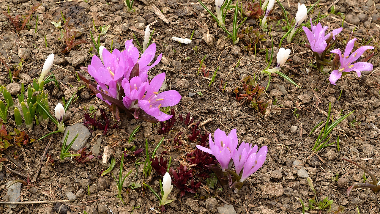 2-FaurioMonetier-20130509-002.jpg - Crocus blancs et Bulbocodes printaniers (une sorte de colchique , c'est a 6 petales) dans le vallon de l'Eychada ou nous laissons une voiture