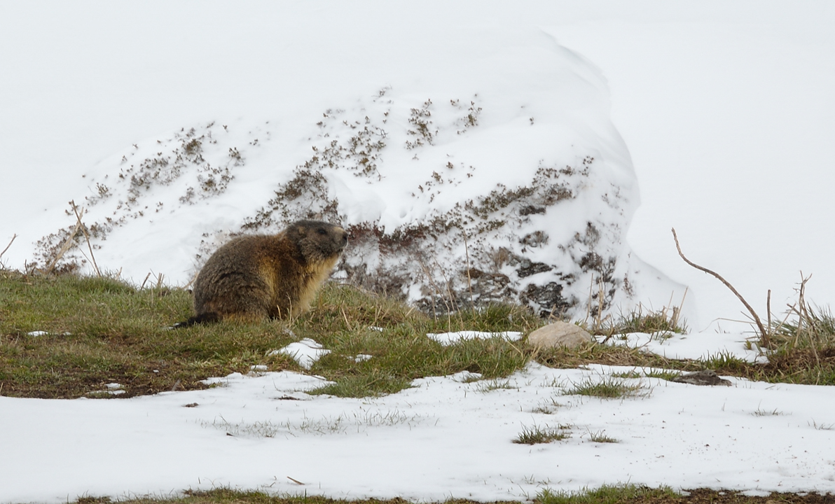 RocheChateau-20130526-022.jpg - une marmotte qui gambade autour du refuge