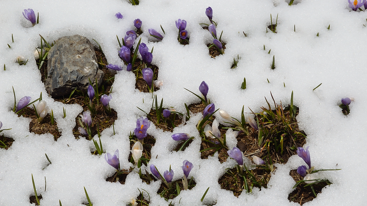 RocheChateau-20130526-037.jpg - Crocus sous la neige