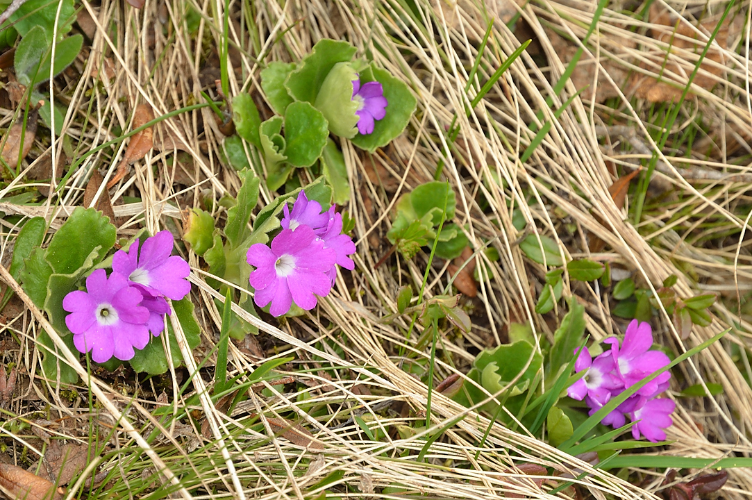 Cochette-2013-06-08-042.jpg - on termine dans les petites fleurs : primeveres farineuses