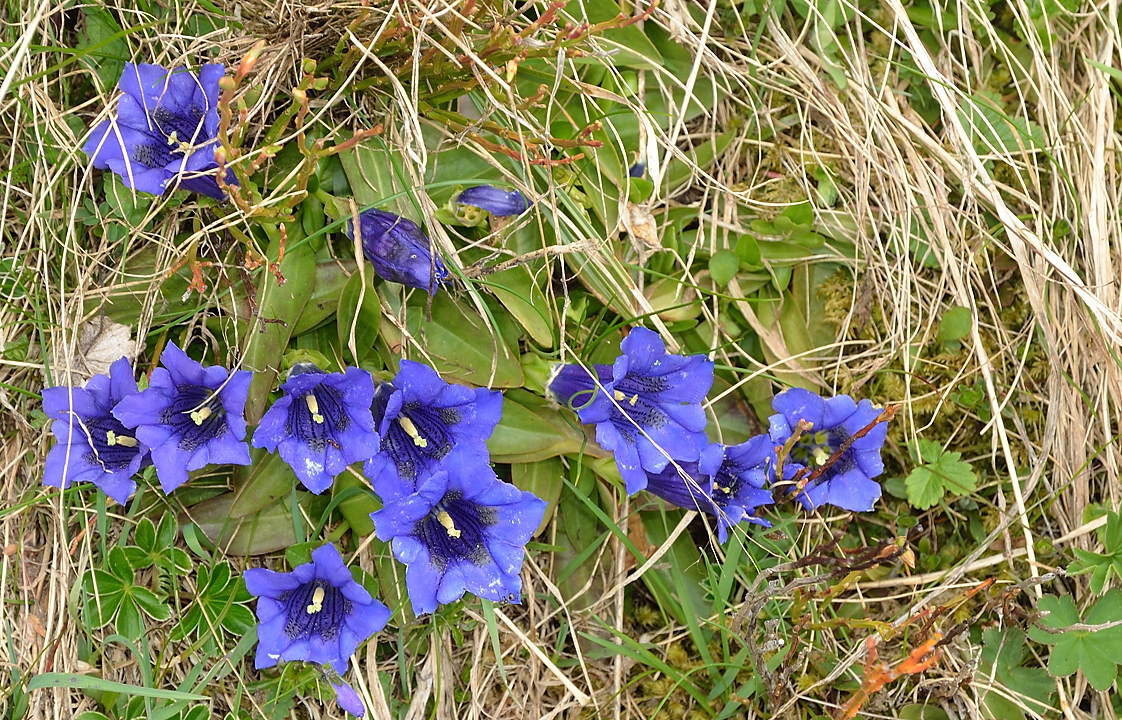 Cochette-2013-06-08-045.jpg - on termine dans les petites fleurs : gentianes