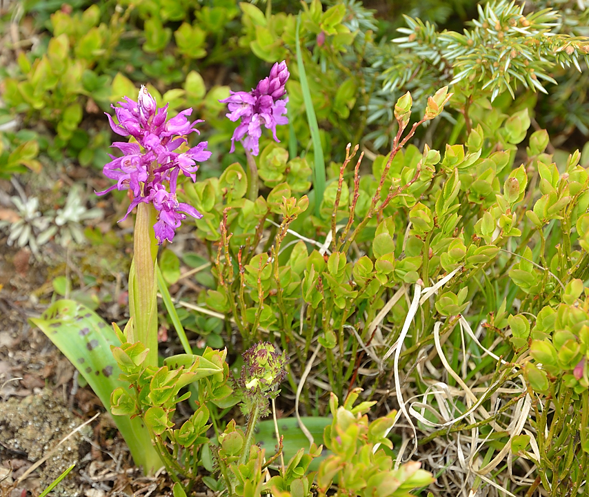 Cochette-2013-06-08-047.jpg - on termine dans les petites fleurs : orchis
