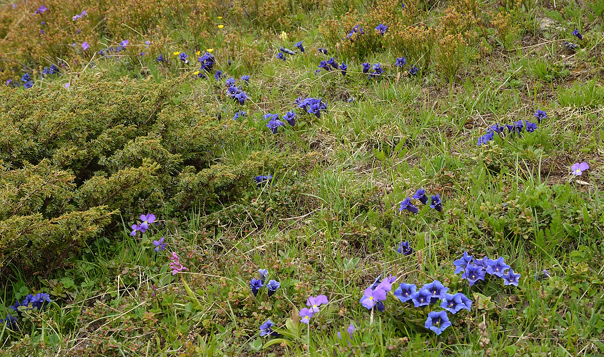 Cochette-2013-06-08-050.jpg - on termine dans les petites fleurs