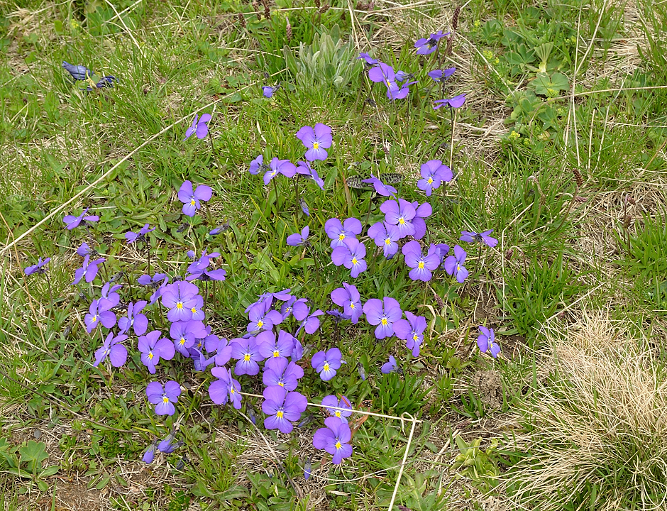 Cochette-2013-06-08-051.jpg - on termine dans les petites fleurs : pensees