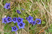 Cochette-2013-06-08-045