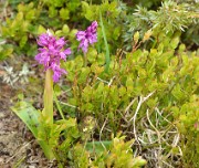 Cochette-2013-06-08-047