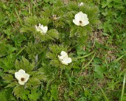 Cochette-2013-06-08-052
