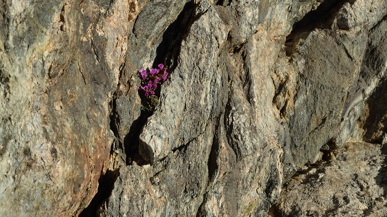 20130623-009-Rouies.jpg - A la sortie du couloir il faut traverser 3m de rocher --- avec des fleurs