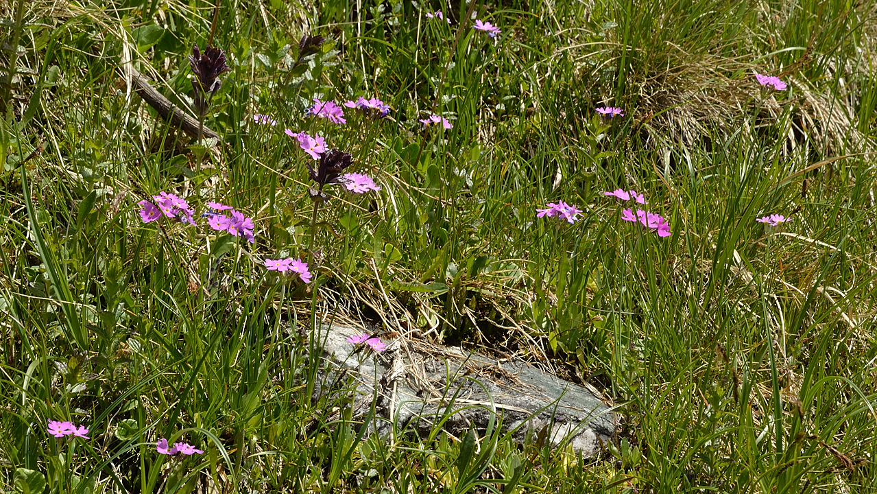 20130623-038-Rouies.jpg - en attendant quelques primeveres farineuses