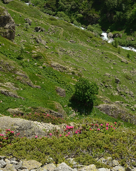 20130623-045-Rouies.jpg - Quelques rhododendrons des Alpes