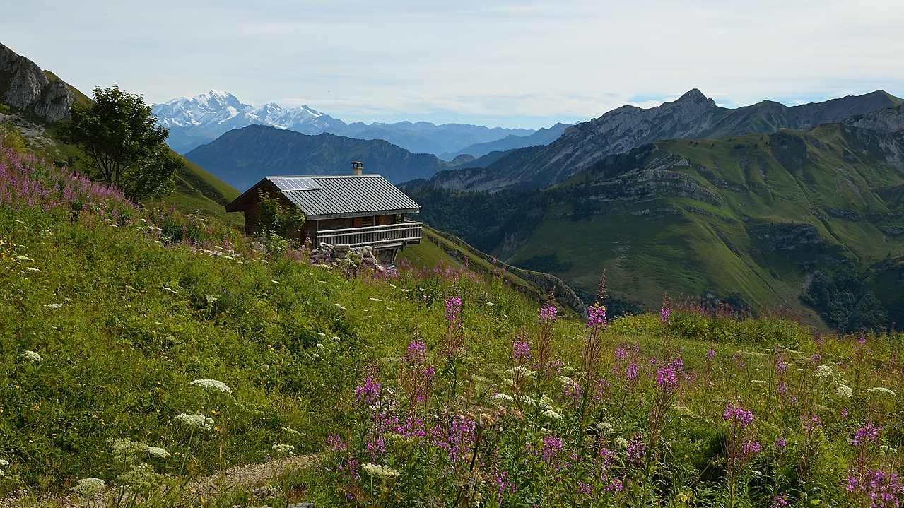 20130914-007-Trelod.jpg - Cabane sous la Dent des Portes avec des epilobes