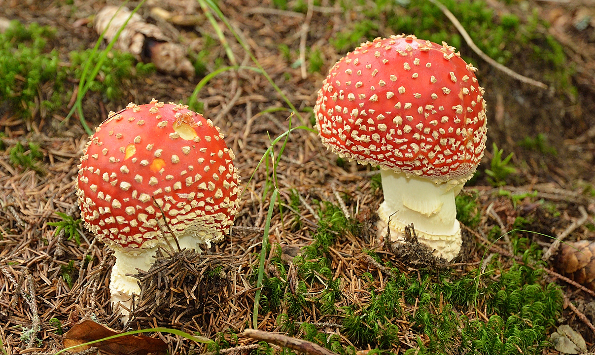20130914-022-Trelod.jpg - beaux exemplaire d'amanite tue-mouche -- l'aussi magnifique cepe n'a pas eu le droit a sa photo