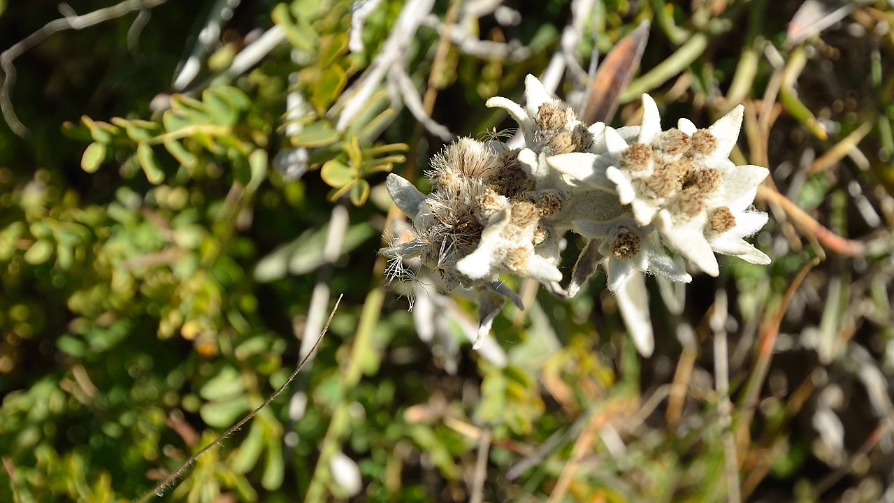 20130921-010-LaGraveBesse.jpg - Ici aussi l'edelweiss c'est de la mauvaise herbe