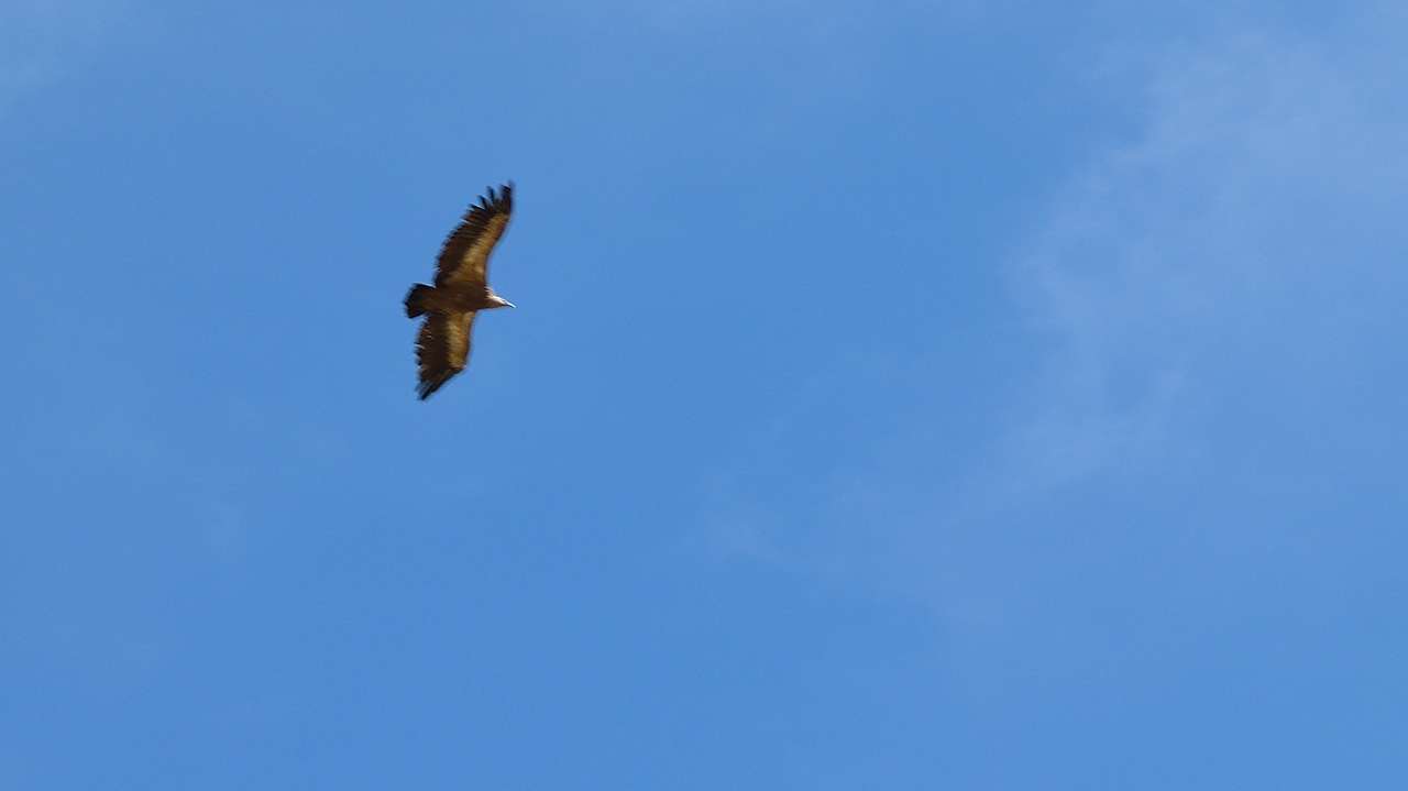 20130921-024-LaGraveBesse.jpg - un vautour fauve