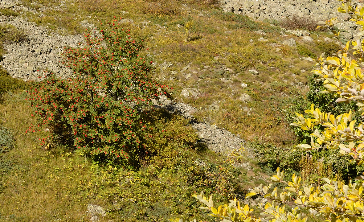 20131019-004-Souffles.jpg