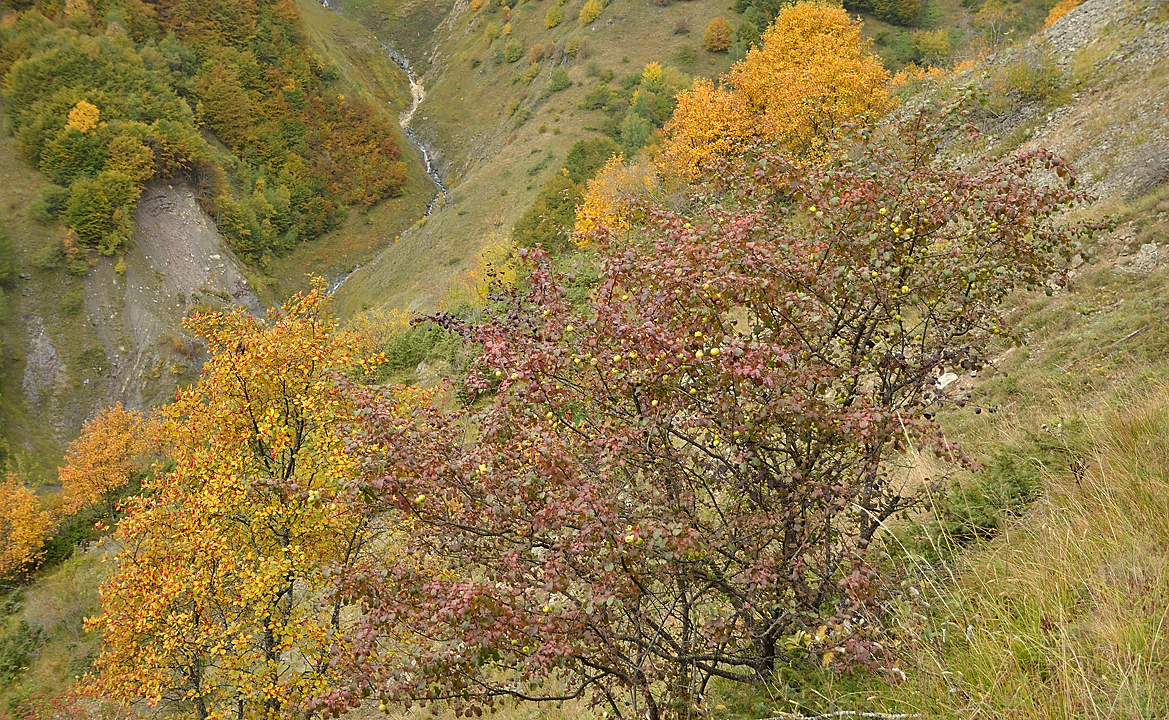 20131020-043-Souffles.jpg - couleurs d'automne dans la descente