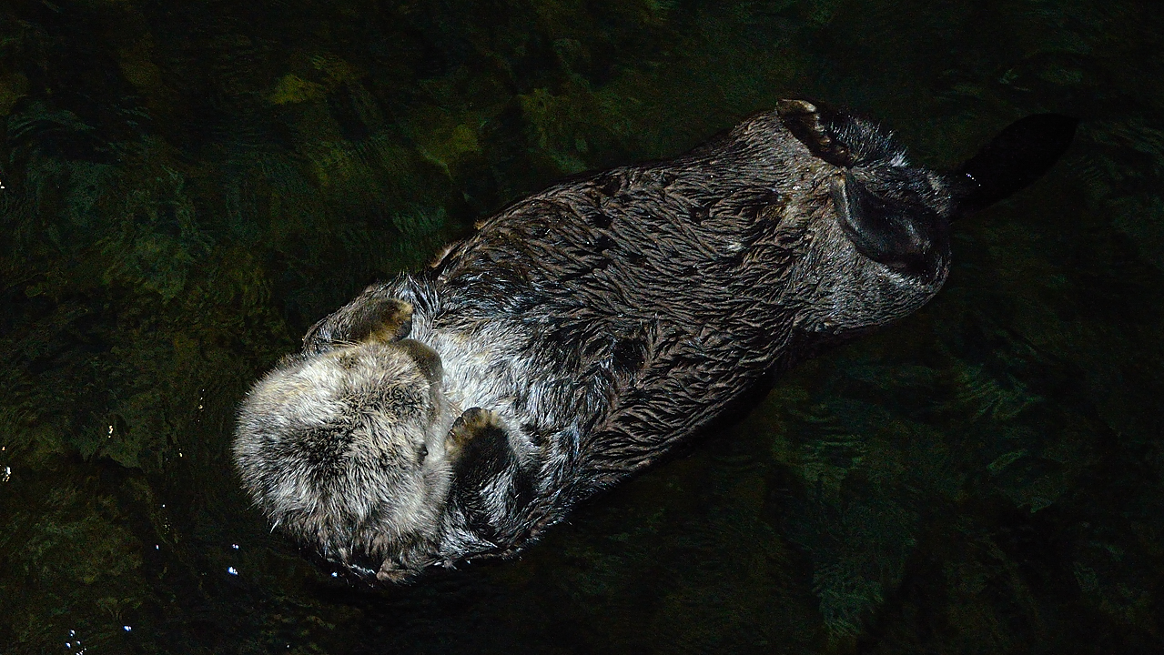 20131206-020-VancouverRTSS.jpg