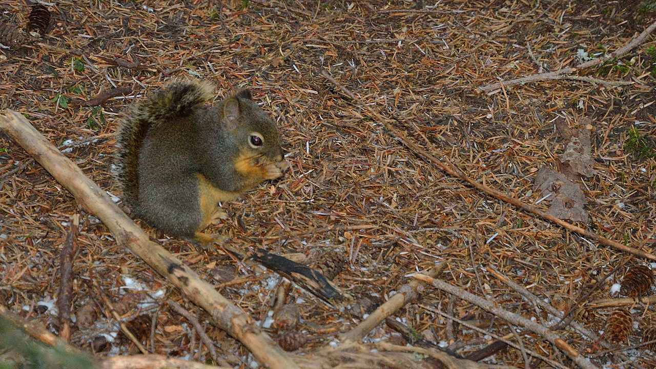 20131207-061-VancouverRTSS.jpg - a chipmonk in the forest