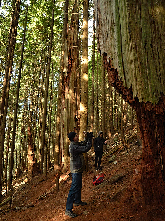 20131208-131-VancouverRTSS.jpg - Sunday morning: back in the forest and Grouse Mountain, this time with the youngsters from Uppsala ... I found a much nicer, sunnier, and steeper path this day