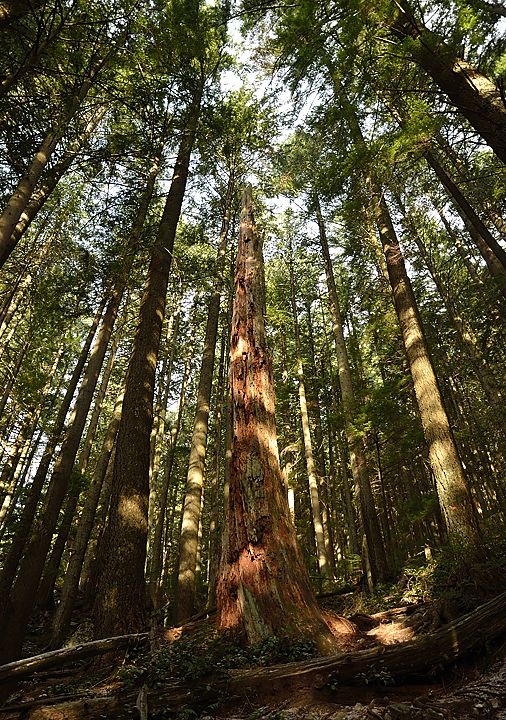 20131208-133-VancouverRTSS.jpg - Sunday morning: back in the forest and Grouse Mountain, this time with the youngsters from Uppsala ... I found a much nicer, sunnier, and steeper path this day