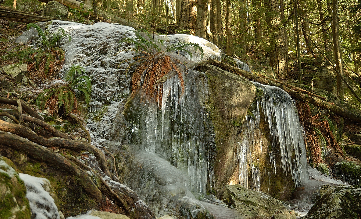 20131208-136-VancouverRTSS.jpg - Sunday morning: back in the forest and Grouse Mountain, this time with the youngsters from Uppsala ... I found a much nicer, sunnier, and steeper path this day