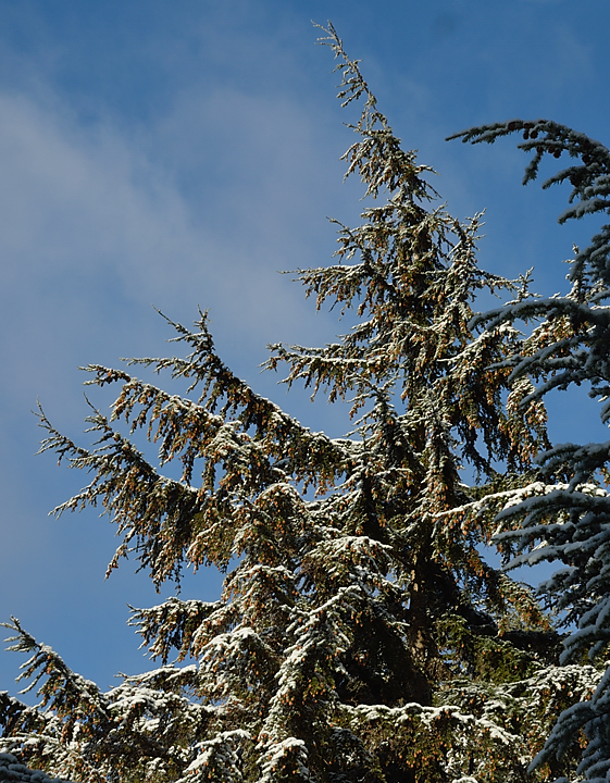 20131208-142-VancouverRTSS.jpg - Sunday morning: back in the forest and Grouse Mountain, this time with the youngsters from Uppsala ... I found a much nicer, sunnier, and steeper path this day