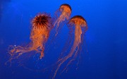 20131206-001-VancouverRTSS
