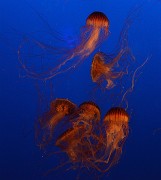 20131206-002-VancouverRTSS