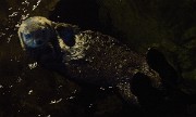 20131206-018-VancouverRTSS