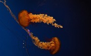 20131206-037-VancouverRTSS