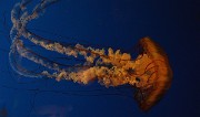 20131206-045-VancouverRTSS