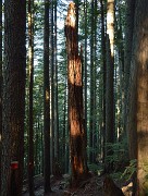 20131207-057-VancouverRTSS