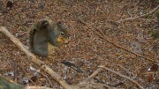 20131207-061-VancouverRTSS