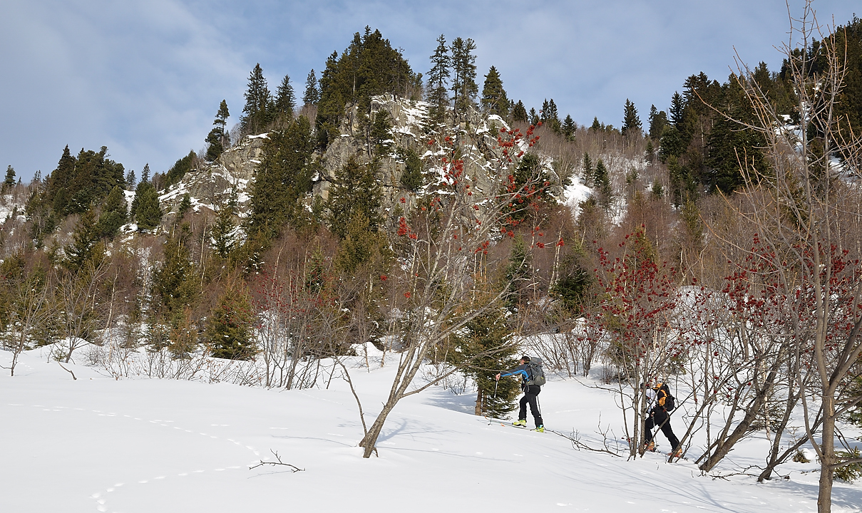 20140201-013-GrdsMoulins.jpg - Alisiers qui donnent une jolie touche coloree